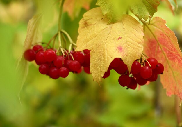 Bayas de Viburnum en arbustos en otoño Gilaburu