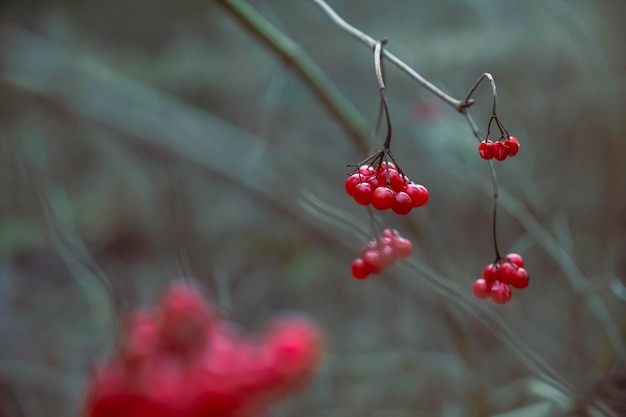 Bayas de Viburnum en el bosque de invierno por la noche