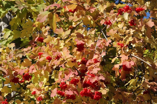 Bayas de viburnum maduras en otoño