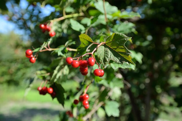 bayas de viburnum maduras en un primer plano de rama