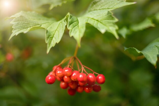 Bayas de viburnum rojas maduras sobre un fondo de hojas verdes, rayos del sol, naturaleza en verano