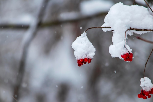 Foto bayas de viburnum rojas en la nieve