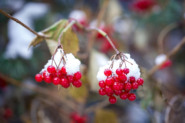 Bayas de viburnum rojo brillante en ramas en otoño Planta medicinal