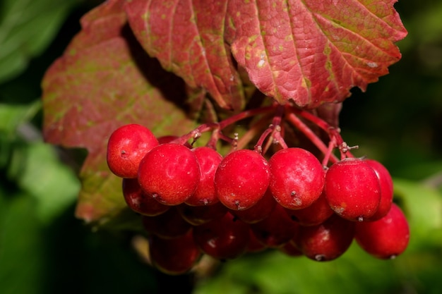 Bayas de viburnum rojo en racimos en una rama en un día soleado de verano de cerca