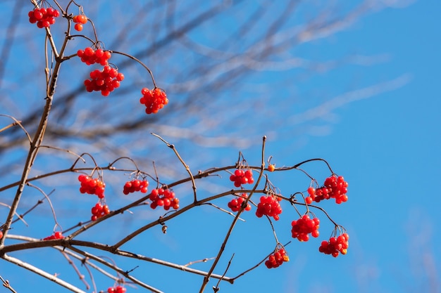 Bayas de Viburnum sobre fondo de cielo azul