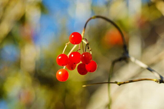 Bayas de viburnum