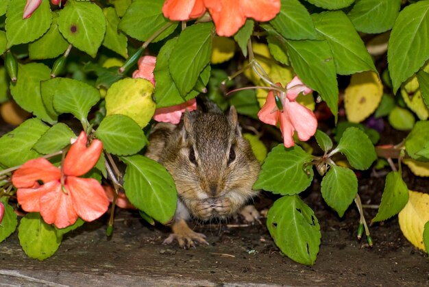 Bayfield, Wi. Esquilo fofo no canteiro de flores.