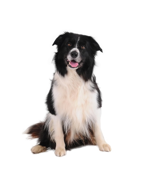 Bborder Collie isoliert auf weißem Hintergrund