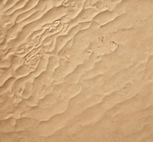 Beach-Mockup-Hintergrund eine Sanddune mit einem kleinen Vogel darauf