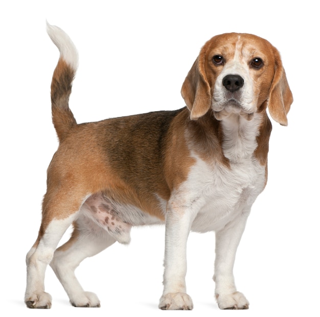 Beagle, 8 Jahre alt, stehend