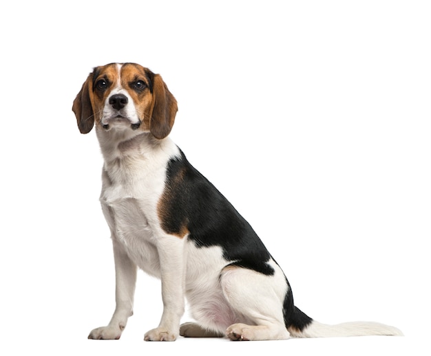 Beagle aislado en blanco