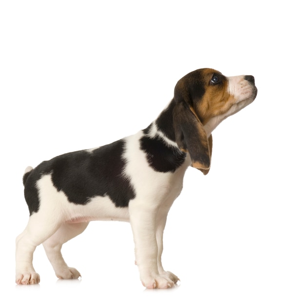 Beagle aislado en blanco