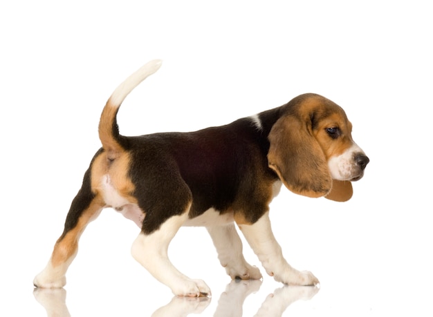 Beagle aislado en blanco