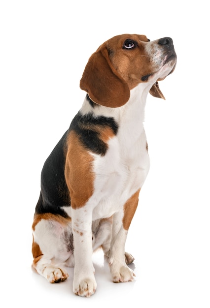 beagle aislado