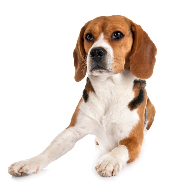 beagle aislado