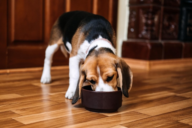 Foto beagle alimentando cachorro de beagle comendo comida seca para cão de uma tigela em casa beagle comendo adulto