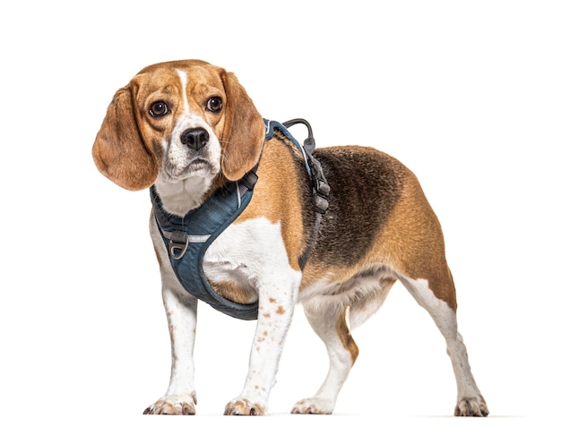 Beagle con un arnés aislado en blanco