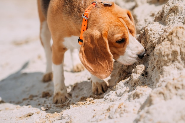 Beagle auf einem Sommerspaziergang 4233