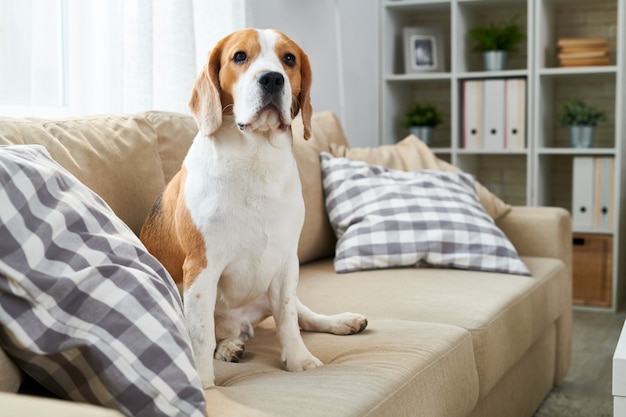 Beagle bonito sentado em um sofá
