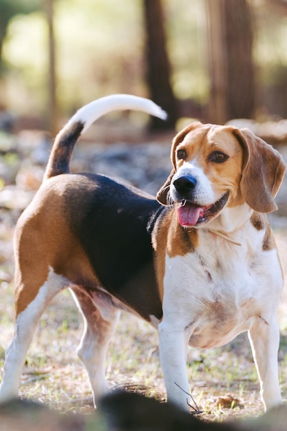 Foto beagle brincando na floresta