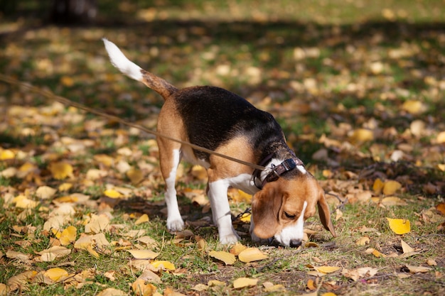 Beagle brincando no parque outono