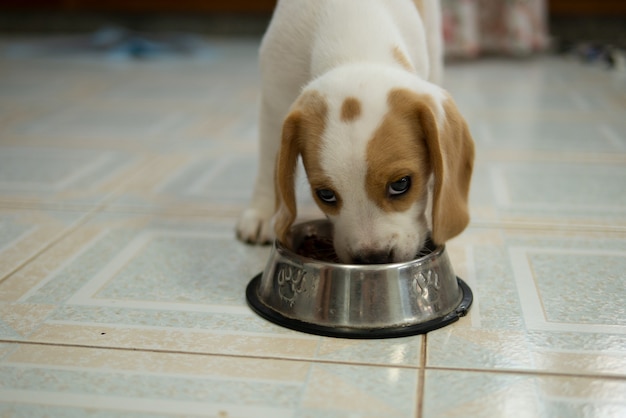 Beagle cachorro está comiendo comida en el recipiente para mascotas