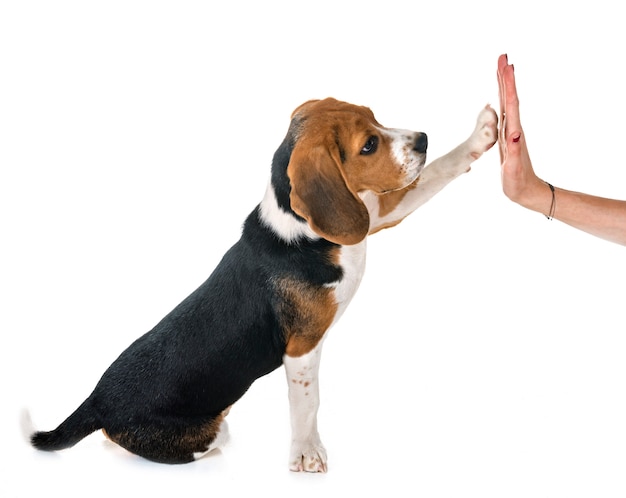 beagle cachorro en estudio