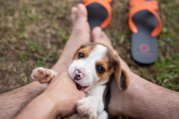 Beagle cachorro jugando con el dueño