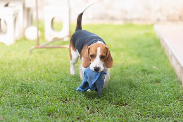 Beagle cachorro jugando con una toalla azul en el suelo