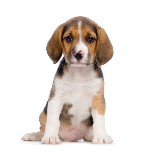 Beagle Cachorro