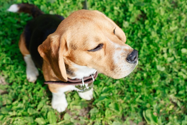 Beagle closeup retrato de un perro joven