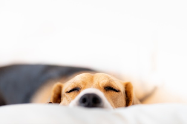 Beagle durmiendo en el sofá