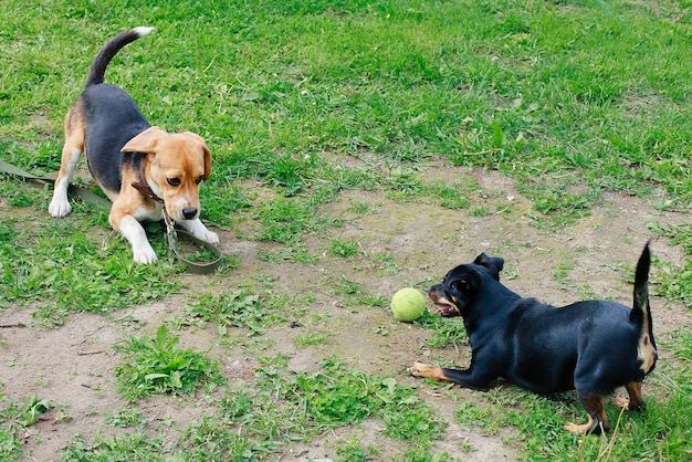 Beagle e cachorrinho brincando na grama