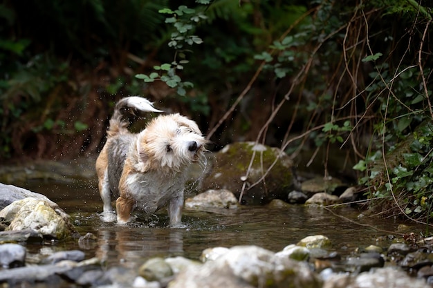 Beagle e urubu sênior misturam cachorro tomando banho no rio sacudindo a água pedras de água e ambiente de vegetação