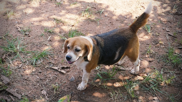 beagle embarazada de pie en el suelo