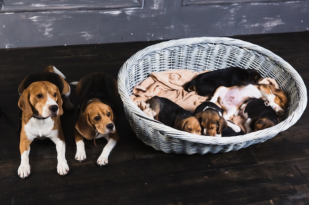 Beagle Familie sitzt im Studio