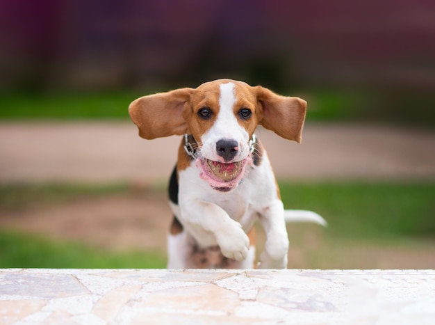 Beagle fangen alten Ball und springen auf weißem Marmortisch Beagle Konzept Hundeaktivität Tiere Hundekonzept