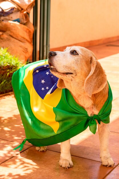 Foto beagle fofo com óculos amarelos e bandeira torcendo para o brasil ser o campeão