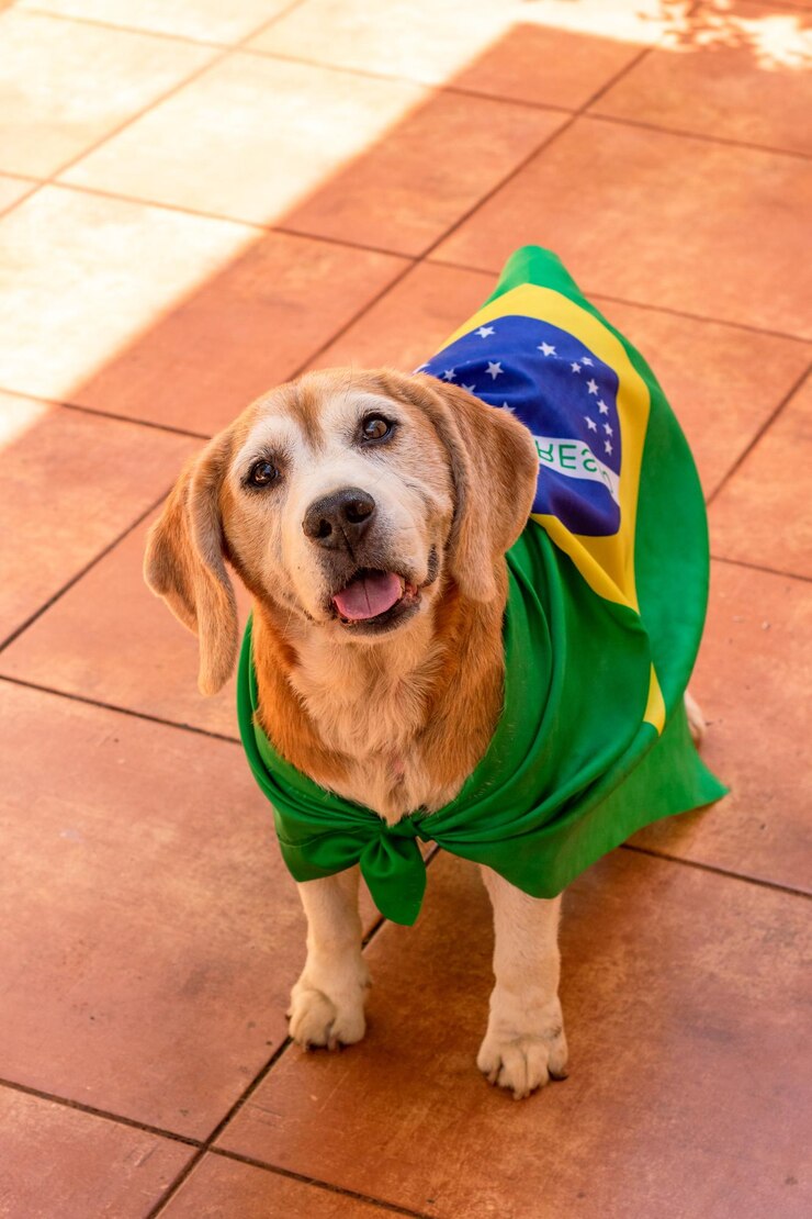 Foto beagle fofo com óculos amarelos e bandeira torcendo para o brasil ser o campeão