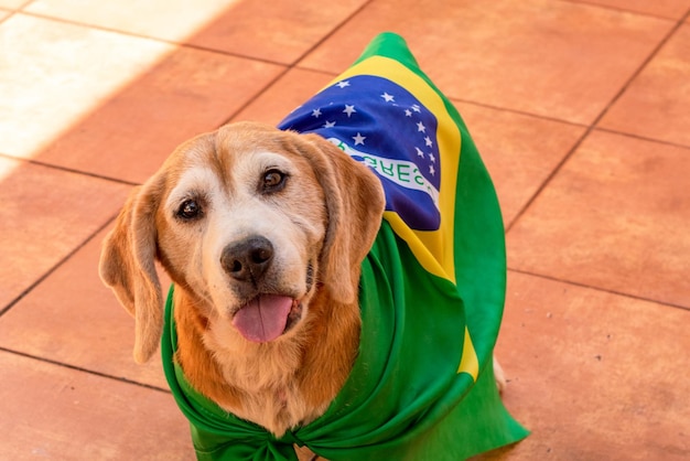 Beagle fofo com óculos amarelos e bandeira torcendo para o brasil ser o campeão