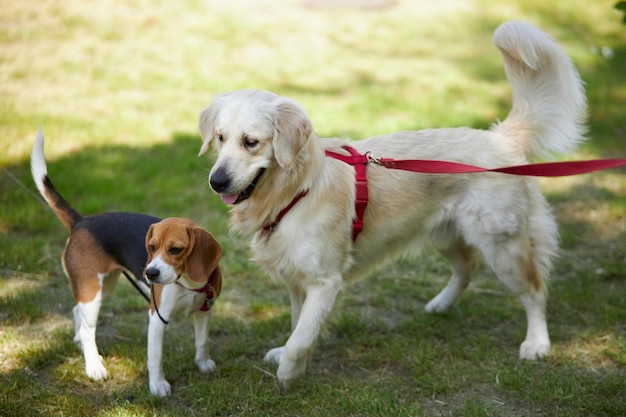 Foto beagle y golden retriever saltando y jugando mientras caminan por el parque