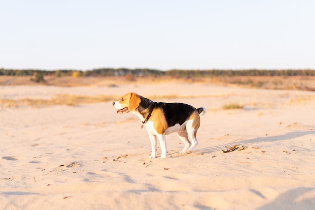 Beagle gordo camina por una playa de arena