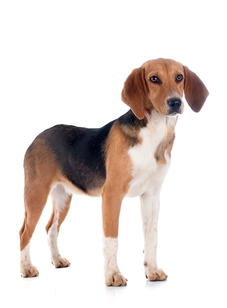 Beagle Harrier