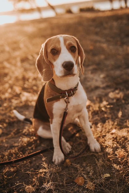 Beagle-Hund am Boden