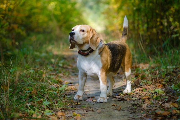 Beagle-Hund auf einem Spaziergang im Herbstpark