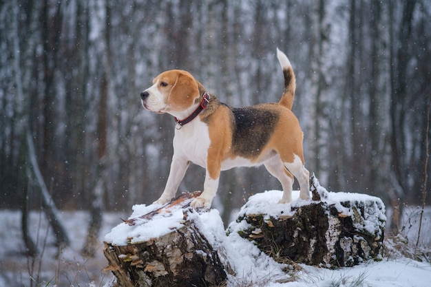 Beagle-Hund auf einem Spaziergang in einem Winterpark während eines Schneefalls