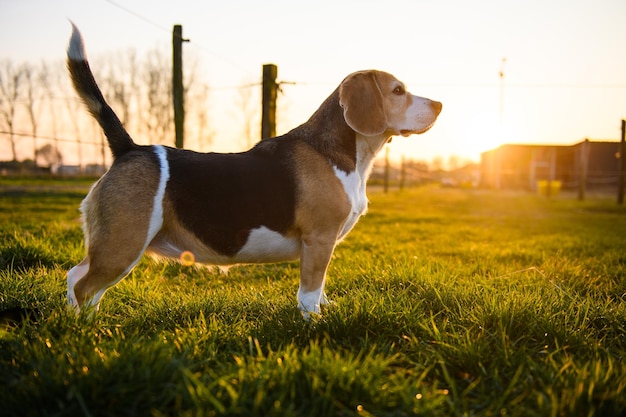 Beagle-Hund auf einer Wiese bei Sonnenuntergang