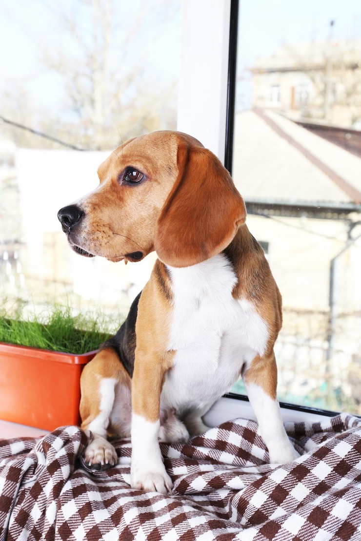 Foto beagle-hund auf fensterhintergrund