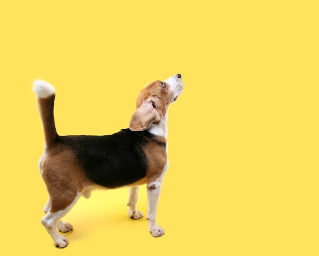 Foto beagle-hund auf gelb im studio.