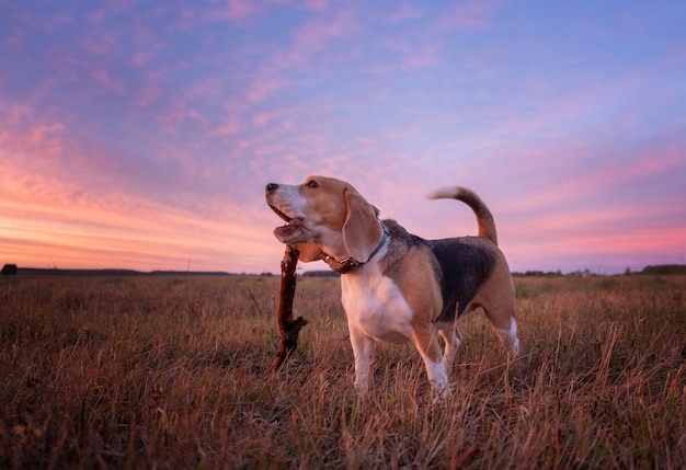 Beagle-Hund auf schönem Herbstsonnenuntergang beim Gehen in der Natur